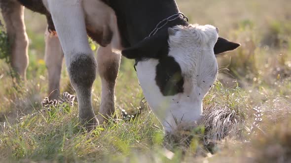 Domestic Cow Grazing on Farm Pasture with Green Grass