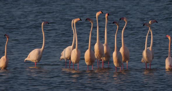 Pink flamingos during the courtship in the Camargue, France