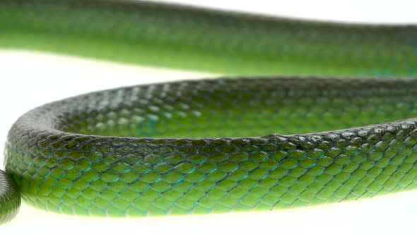 Rhinoceros Ratsnake or Rhynchophis Boulengeri. Also Known As Rhinoceros Snake, Rhino Rat Snake