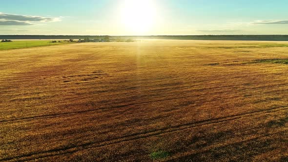 Flying above Golden Wheat Field in Rural Autumn Landscape on Sunny Morning - Drone View