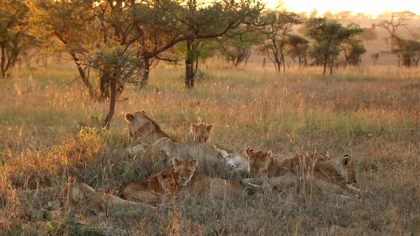 A Pride of Lionesses Relaxing Together in Serengeti National Park During Sunset