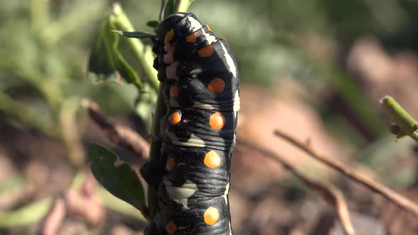 Yellow Spotted Black Caterpillar