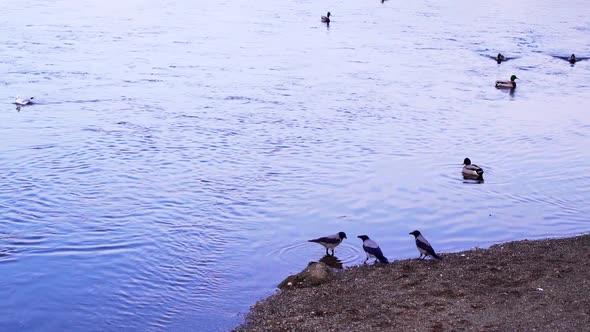 Hooded Crows And Mallard Ducks In The River At The Park In Romania - wide shot