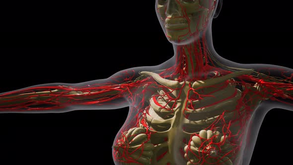 Science Anatomy of Human Blood Vessels