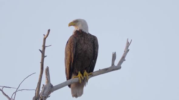 Bald Eagle with Audio