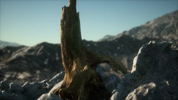 Dead Pine Tree at Granite Rock at Sunset alt