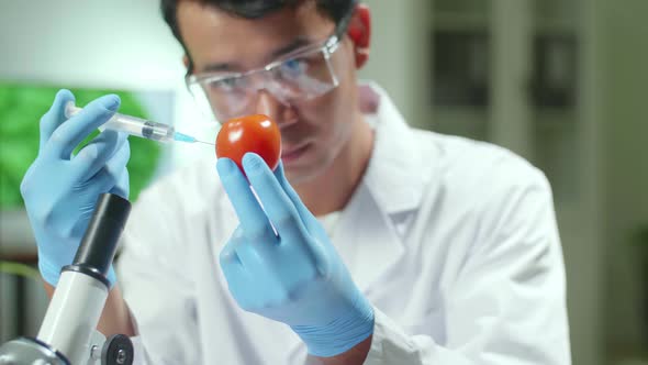 Chemist Researcher Injecting Tomato With Chemical Pesticides For Farming Experiment alt
