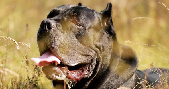 Black Cane Corso Dog