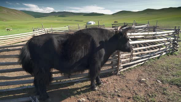 White Ger Tents and Horned Black Yak in the Geography of Mongolian Meadows