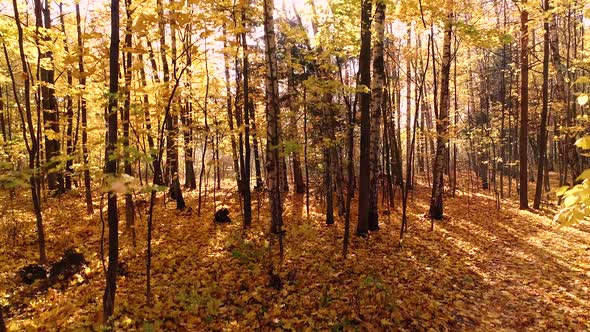 Colorful Autumn Forest Wood