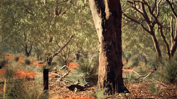 Australian Bush with Trees on Red Sand