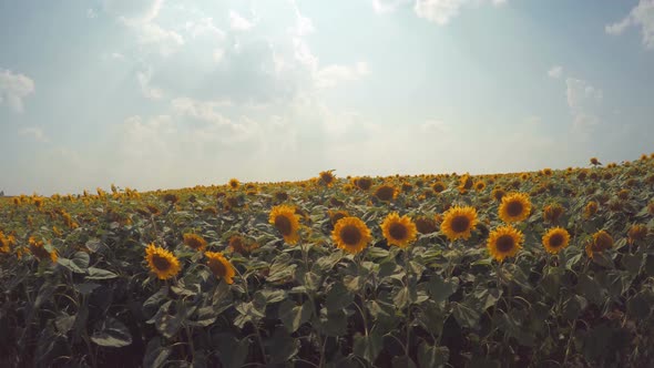 Sunflower Field 5