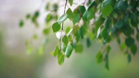 After Rain in Summer Forest