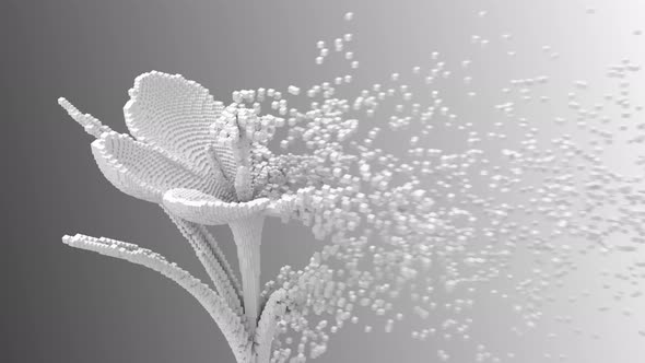 Digital Flower Disintegrates To 3D Pixels
