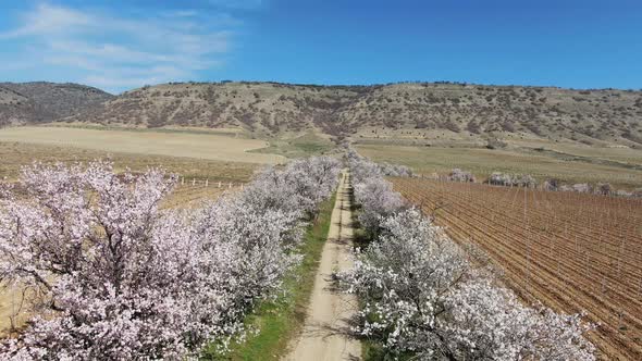 Quadcopter Shot Over a Vineyard in the Mountains and a Road with Flowering Almond Trees