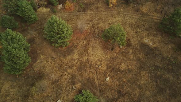 Aerial View of Field with Green Fir Trees in Countryside