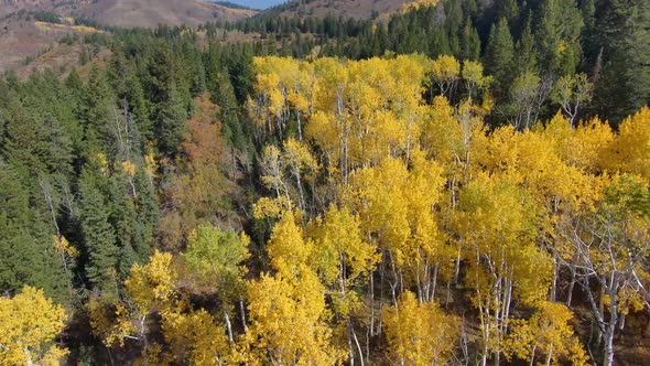 Pull back aerial view while flying between two pine trees over an aspen grove in autumn with vivid y