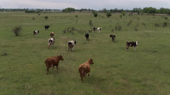 Cows Grazing Fresh Green Grass on the Field. Farm. Animals Graze on a Meadow. Cows on Pasture. Herd