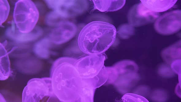 A lot of exotic jellyfish floating underwater. Moon Jellyfish (Aurelia Aurita).