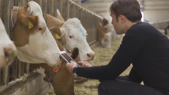 Farmer with tablet at modern dairy farm.