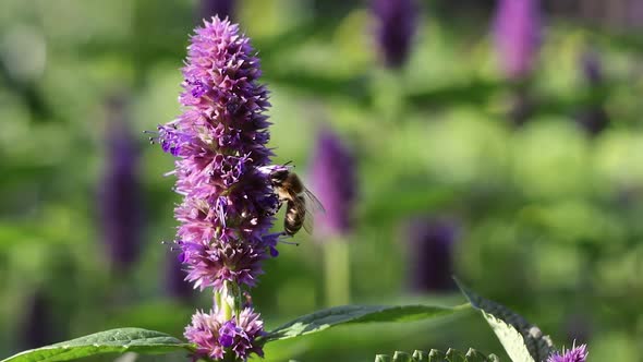 Blooming Mint and Bee. Slow Motion 4x.