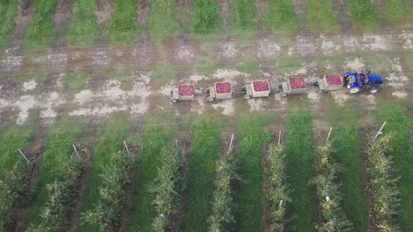 Driver of Tractor is Transporting Trailers with Apples