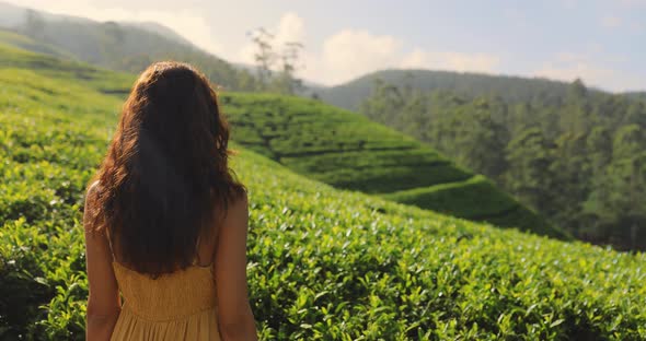 Back View of Woman Traveler at the Tea Plantations in Nuwara Eliya Sri Lanka