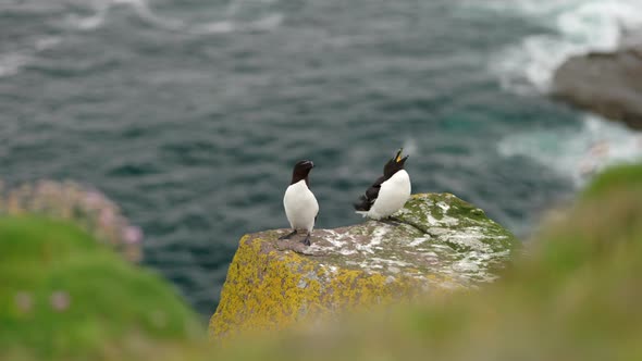 A pair of seabirds (razorbills - Alca torda) flapping and preening their wings while sitting on a cl