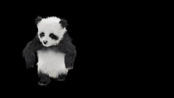 Panda Dancing HD