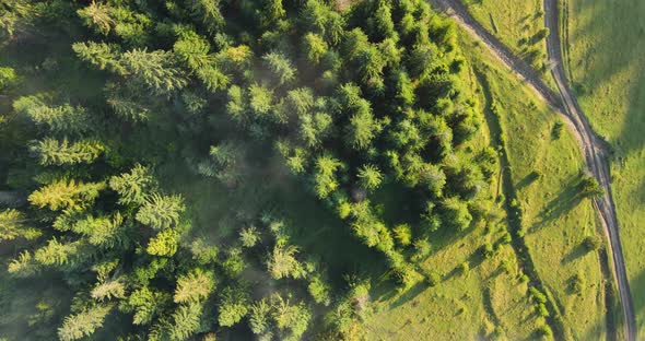 Spruce Forests, Top View