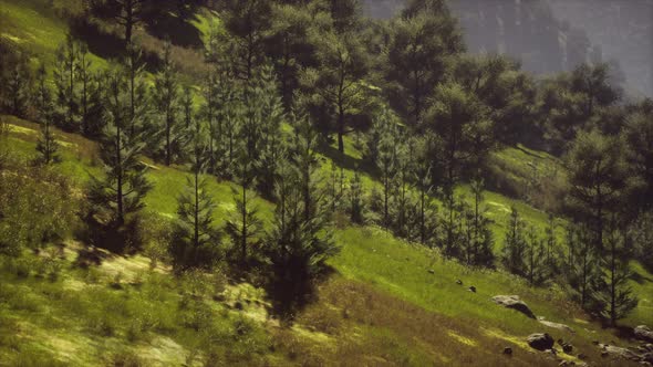 Autumn Forest on Green Rocky Hills