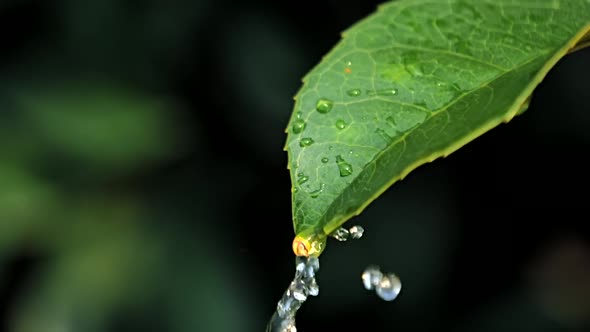 Slow motion video of water drops on green leaf on bokeh background