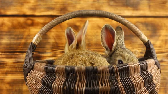 Two Cute Fluffy Affectionate Brown Bunnies Sit in a Wicker Basket and Wiggle Their Ears