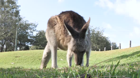 A young Kangaroos grazing in a grassy parkland in Australia. Animal behavior video