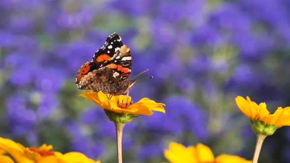 Red admiral butterfly feeding with flower nectar