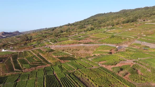 Vineyards at Magic Hour