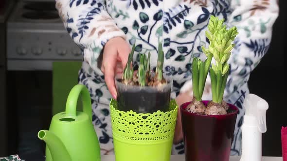 A Woman Puts Transplanted Primroses In A Flowerpot.