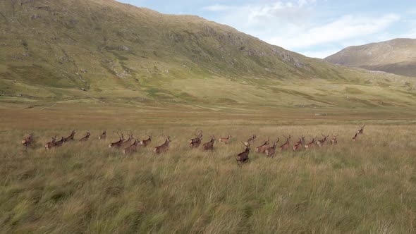 A Herd Of Deer Running Through The Scottish Highlands