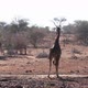 Giraffe in Kruger National park, South Africa - VideoHive Item for Sale
