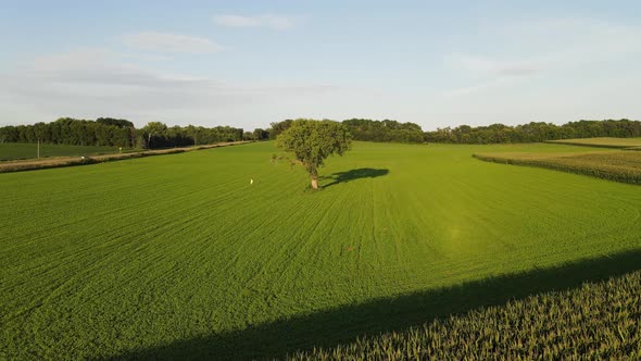 Lonely three found in Minnesota on the country side, corn fields farms aerial footage