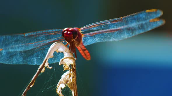 A beautiful red dragon fly resting on a dried plant stem - Close up