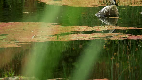 Pied Cormorant Perched On A Rock Surrounded By River Water, SLOW MOTION, TILT UP