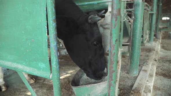 Cows on the Farm. Agriculture