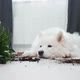 Guilty Dog on the Floor Next to an Overturned Flower - VideoHive Item for Sale