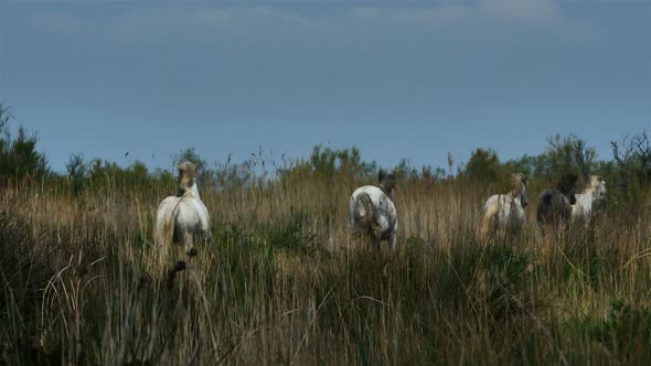 White Camargue horse, Camargue, France