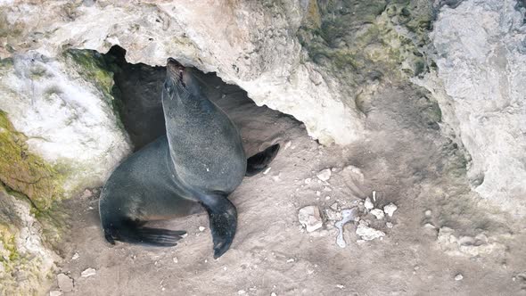 Seal on the Rocks in Kangaroo Island Australia