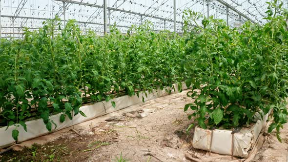 Rows of plants growing inside a large greenhouse