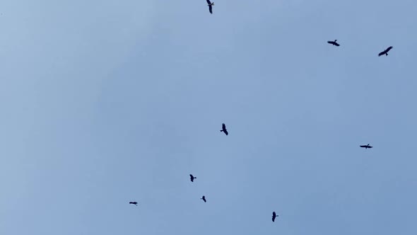 Eagles flying and circling against blue sky, low angle establishing shot