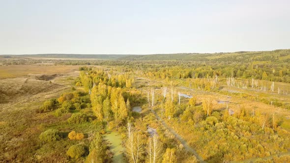 Autumn Forest