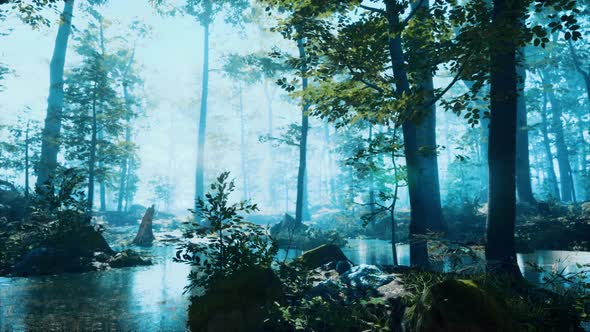 Forest with Pond and Mist with Sunrays alt